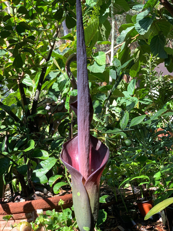 How to Care for Amorphophallus Borneensis