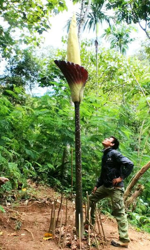 How to Care for Amorphophallus Gigas