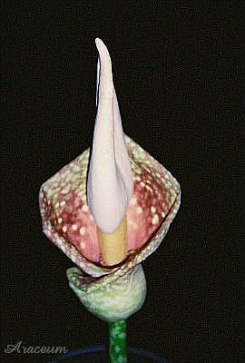 Amorphophallus Muelleri for Sale