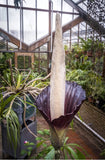 Amorphophallus Decus-Silvae Tubers Plant, Tuber or Corm for Sale