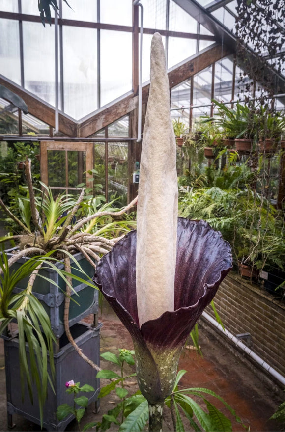 How To Care For: Amorphophallus Decus-Silvae
