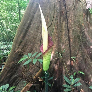 How to Care for Amorphophallus Hewittii