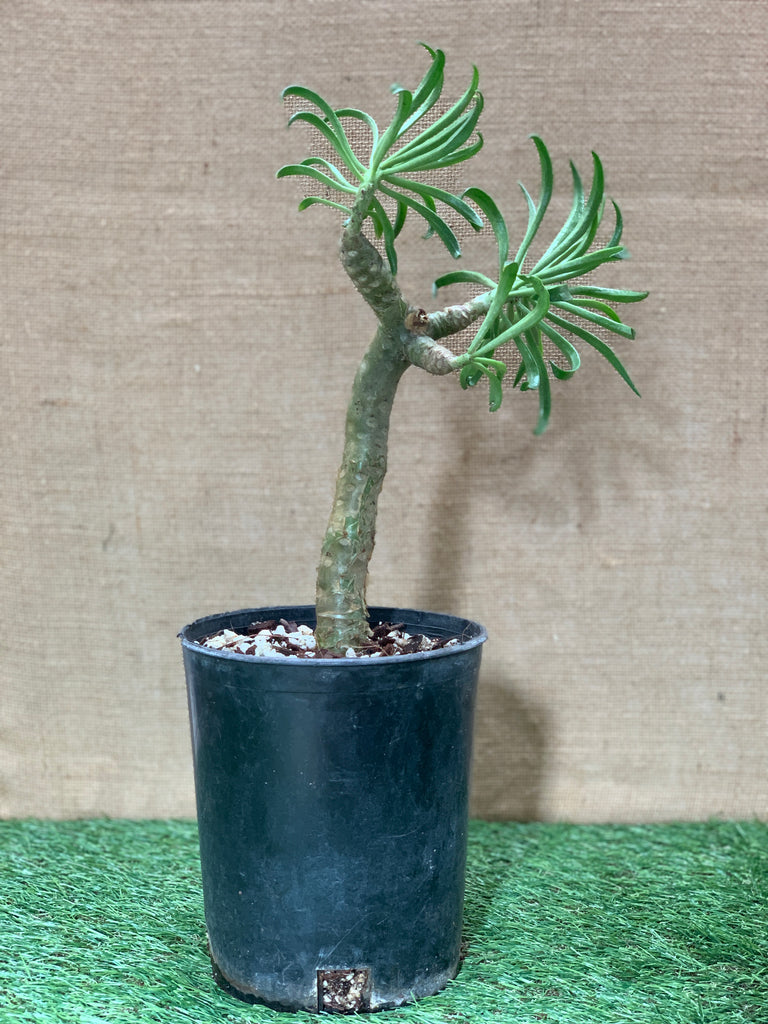 Tylecodon Paniculatus v. Dinteri for Sale and Care Info