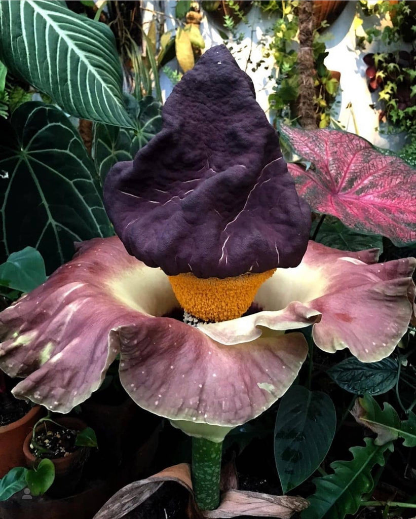 How To Care For Amorphophallus Paeoniifolius, Tuber for Sale
