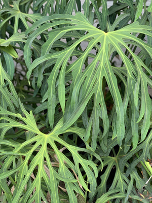 Anthurium Podophyllum Plant for Sale, Mature