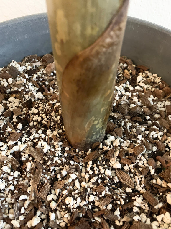 Amorphophallus Gigas Soil for Actively Growing Plants