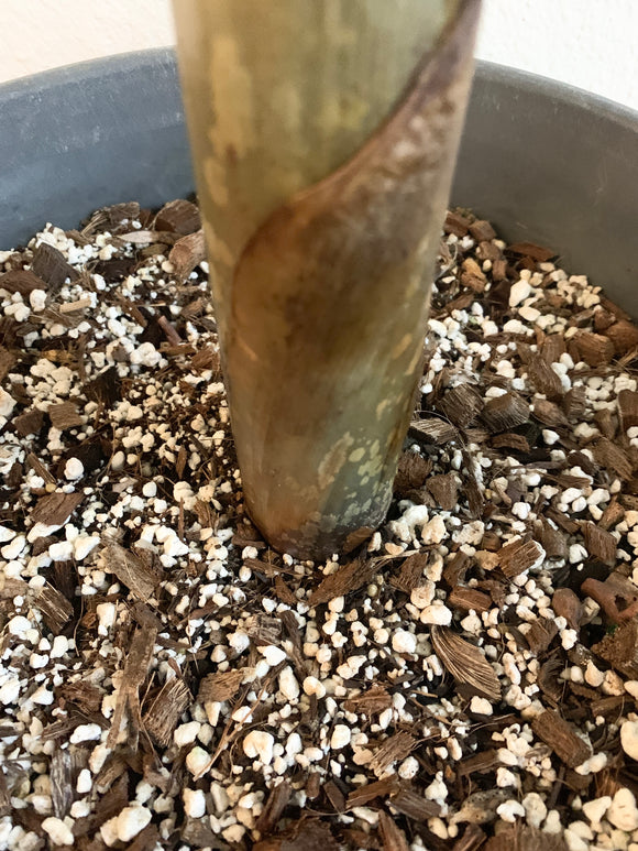 Amorphophallus Beccarii Soil for Actively Growing Plants