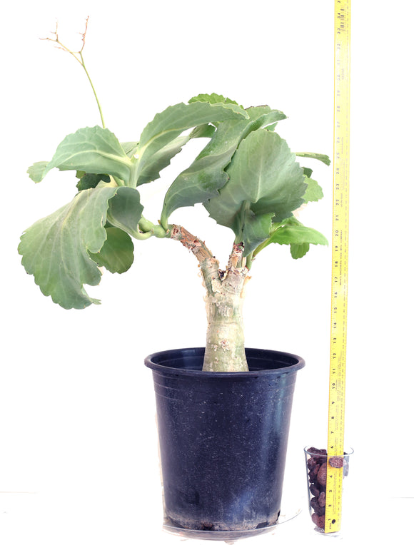 RARE - LIVE Cyphostemma Juttae Plant for Sale 2Gal Pot