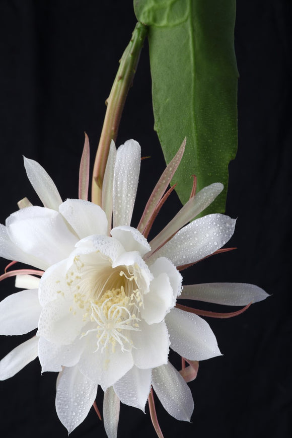 Wildpretii - **Ships FREE - Rooted or Unrooted Cuttings of Epiphyllum Oxypetalum Orchid Cactus, Night Blooming Cereus, Queen of the Night Plant