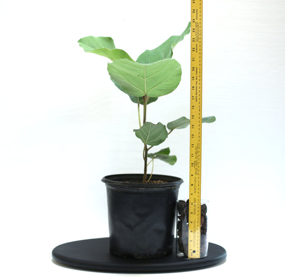 Ficus Auriculata 'Everest' for Sale Plant in 2Gal Pot - Similar To: Ficus Auriculata, Roxburgh fig,